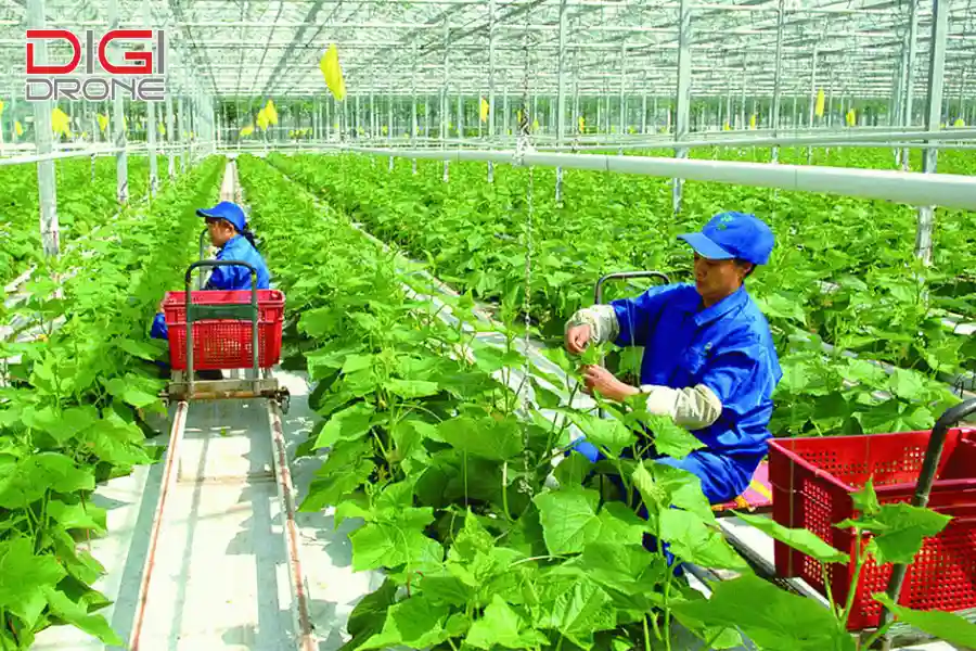 nông nghiệp hữu cơ nông nghiệp hữu cơ