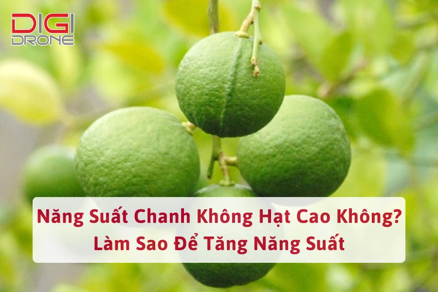 Năng Suất Chanh Không Hạt Cao Không? Làm Sao Để Tăng Năng Suất