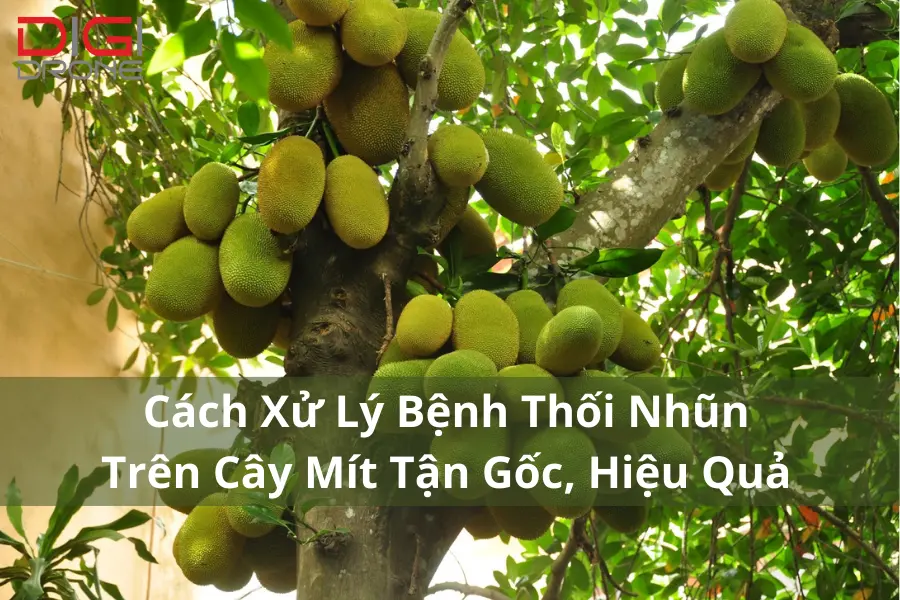 Cách Xử Lý Bệnh Thối Nhũn Trên Cây Mít Tận Gốc, Hiệu Quả