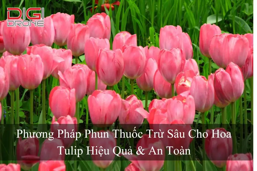 Phương Pháp Phun Thuốc Trừ Sâu Cho Hoa Tulip Hiệu Quả & An Toàn