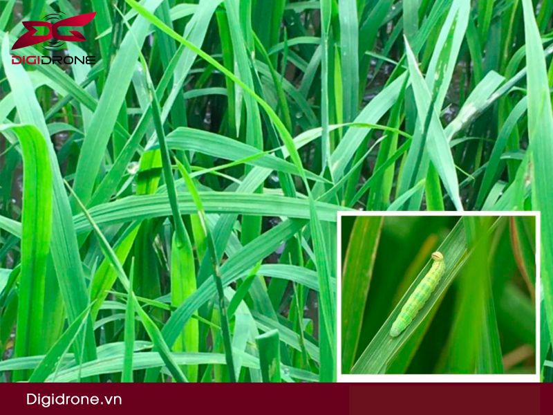 Sâu cuốn lá lúa: đặc điểm & cách phòng trừ