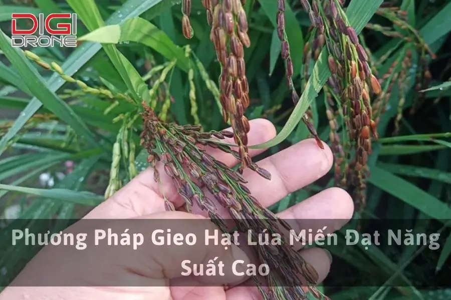 Phương Pháp Gieo Hạt Lúa Miến Đạt Năng Suất Cao