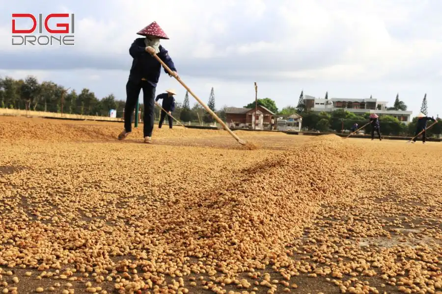 phương pháp gieo hạt cây lạc  