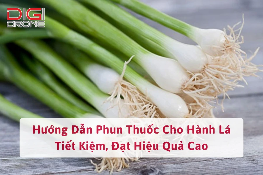 Hướng Dẫn Phun Thuốc Cho Hành Lá Tiết Kiệm, Đạt Hiệu Quả Cao