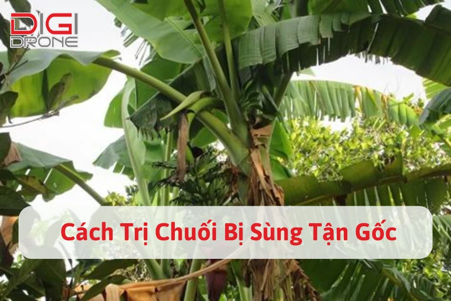 Dấu Hiệu Và Cách Trị Chuối Bị Sùng Tận Gốc, Hiệu Quả