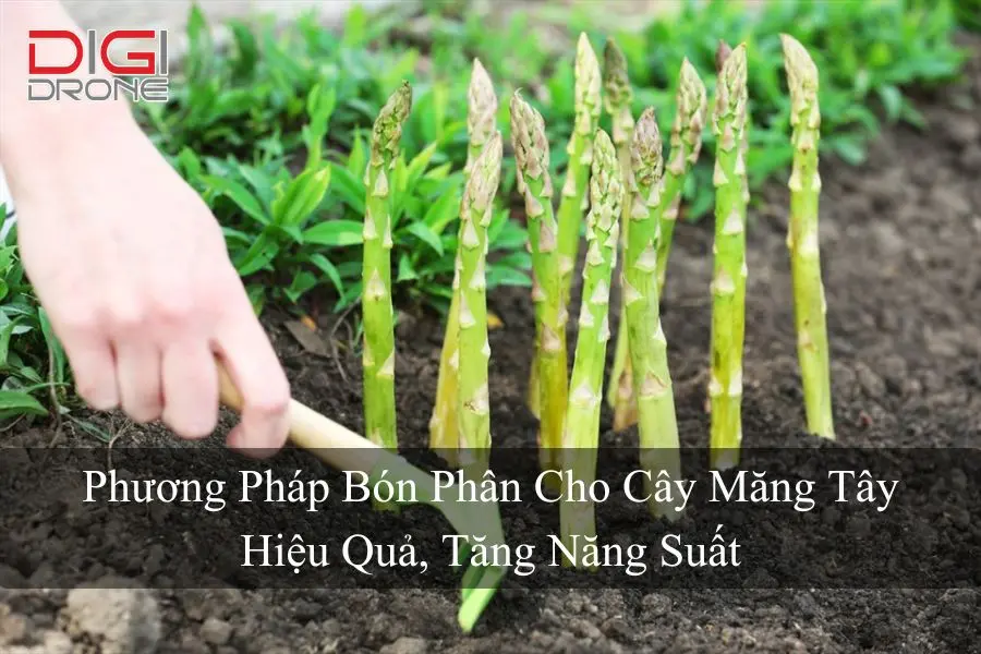 Phương Pháp Bón Phân Cho Cây Măng Tây Hiệu Quả, Tăng Năng Suất