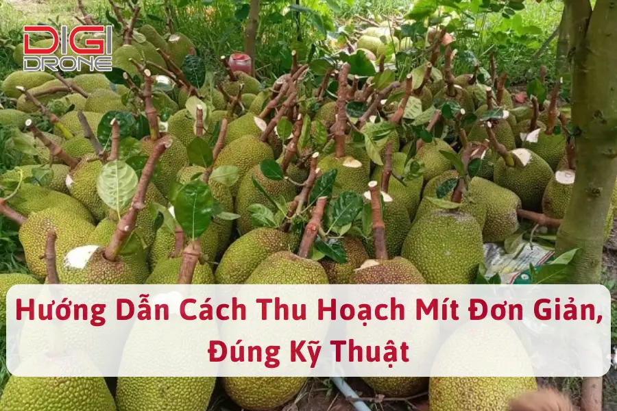 Hướng Dẫn Cách Thu Hoạch Mít Đơn Giản, Đúng Kỹ Thuật