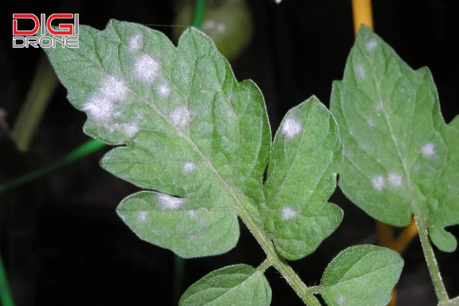  Bệnh phấn trắng (Powdery mildew)