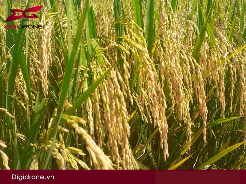 Bệnh trên lúa giai đoạn đòng trổ thường gặp