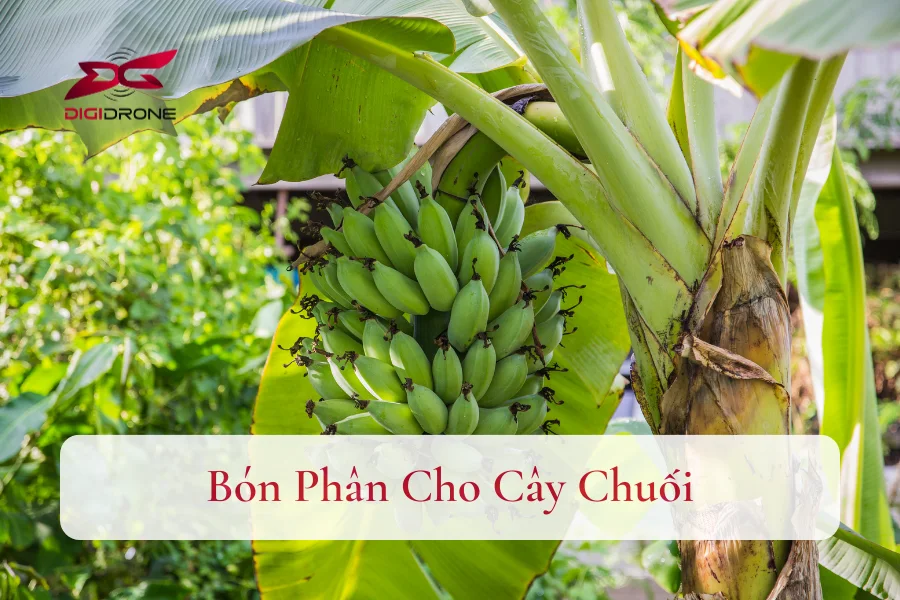 Cách Bón Phân Cho Cây Chuối Lớn Nhanh, Đạt Năng Suất Cao