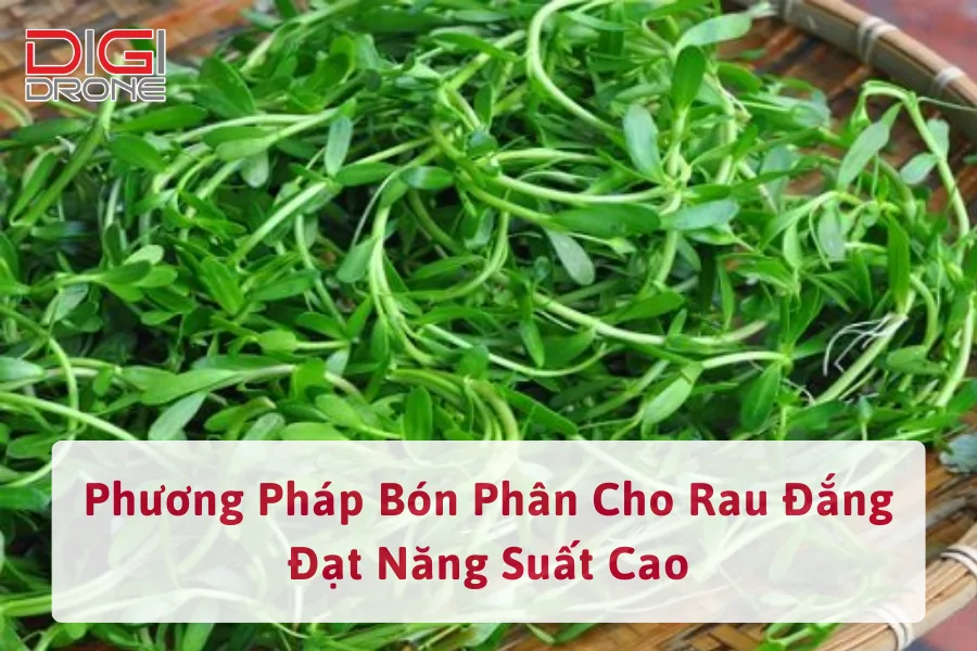 Phương Pháp Bón Phân Cho Rau Đắng Đạt Năng Suất Cao