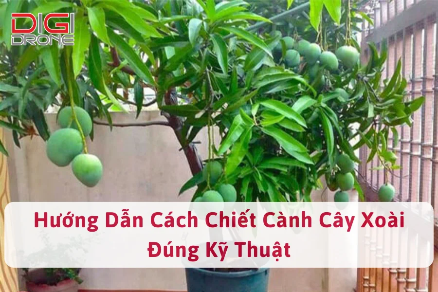 Hướng Dẫn Cách Chiết Cành Cây Xoài Đúng Kỹ Thuật