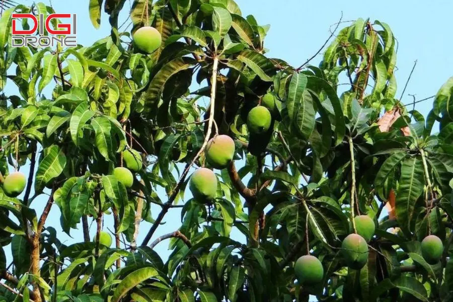 có cây xoài đực không