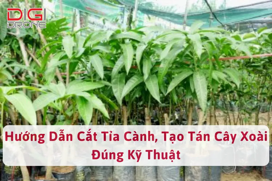 Hướng Dẫn Cắt Tỉa Cành, Tạo Tán Cây Xoài Đúng Kỹ Thuật