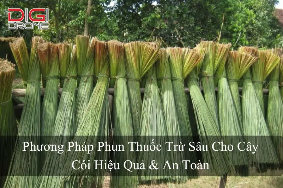 Phương Pháp Phun Thuốc Trừ Sâu Cho Cây Cói Hiệu Quả & An Toàn