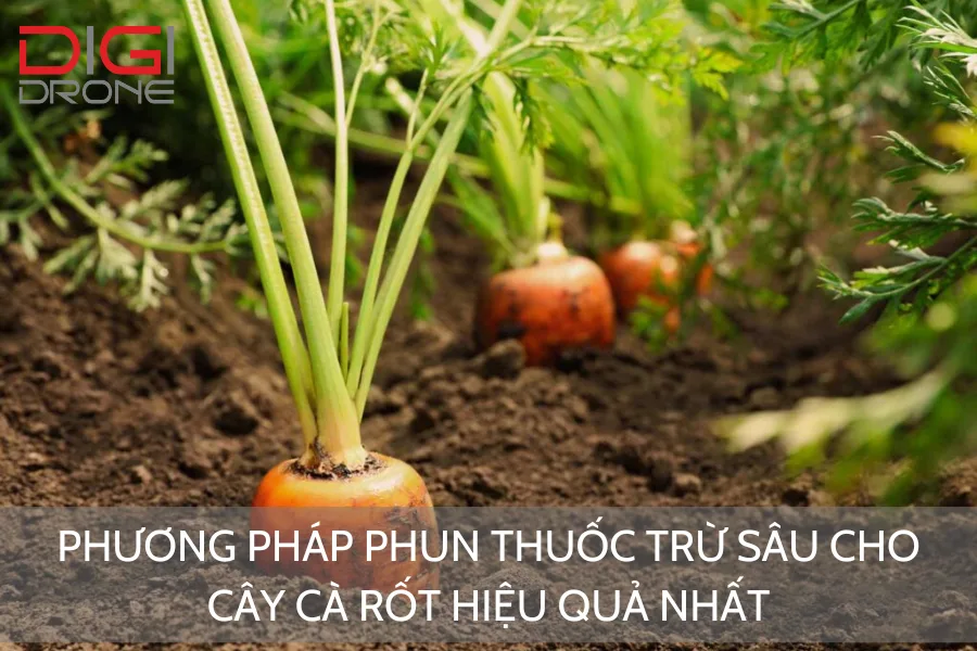 Phương Pháp Phun Thuốc Trừ Sâu Cho Cây Cà Rốt Hiệu Quả Nhất