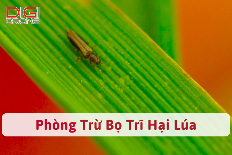 Bù Lạch - Bọ Trĩ Hại Lúa | Dấu Hiệu Và Cách Phòng Trừ