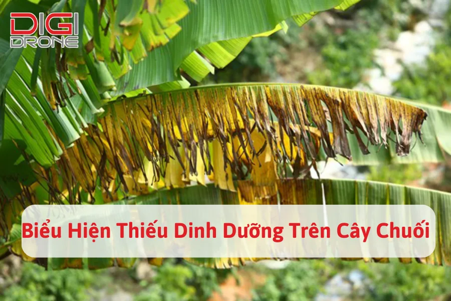 Biểu Hiện Thiếu Dinh Dưỡng Trên Cây Chuối Và Cách Khắc Phục