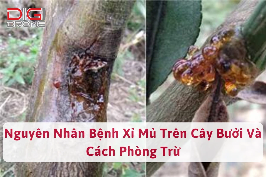 Nguyên Nhân Bệnh Xỉ Mủ Trên Cây Bưởi Và Cách Phòng Trừ