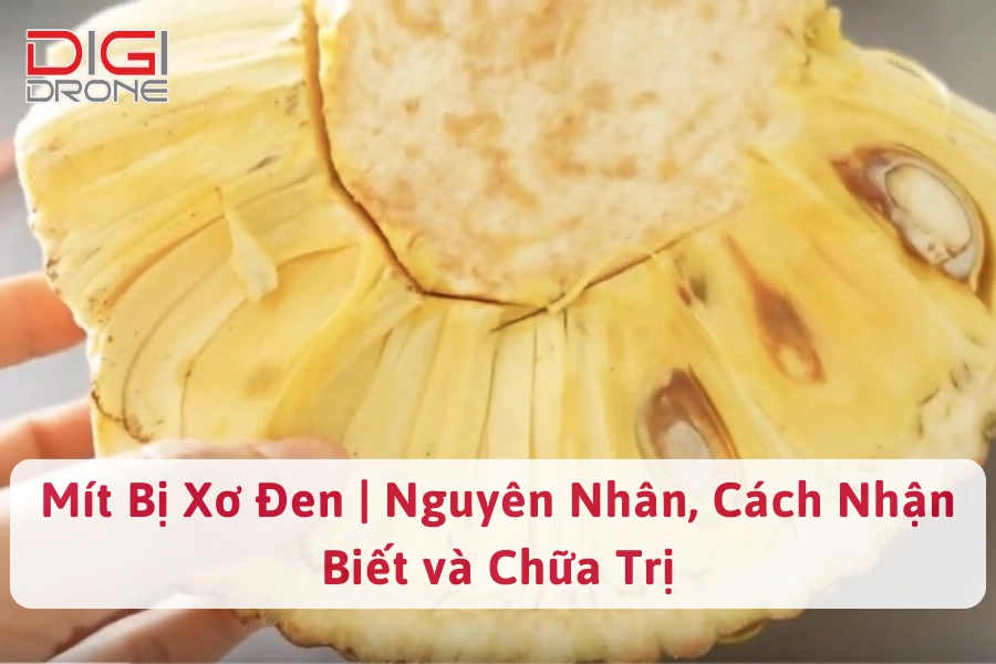 Mít Bị Xơ Đen | Nguyên Nhân, Cách Nhận Biết và Chữa Trị