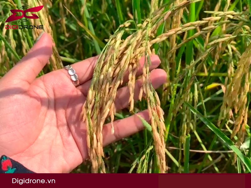 Sâu bệnh hại lúa vụ Hè Thu