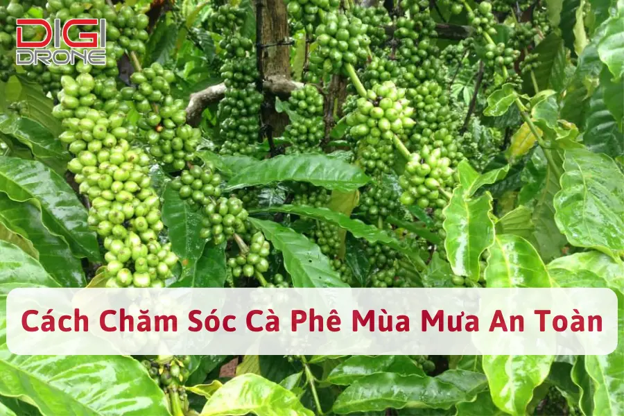 Hướng Dẫn Cách Chăm Sóc Cà Phê Mùa Mưa An Toàn, Hiệu Quả