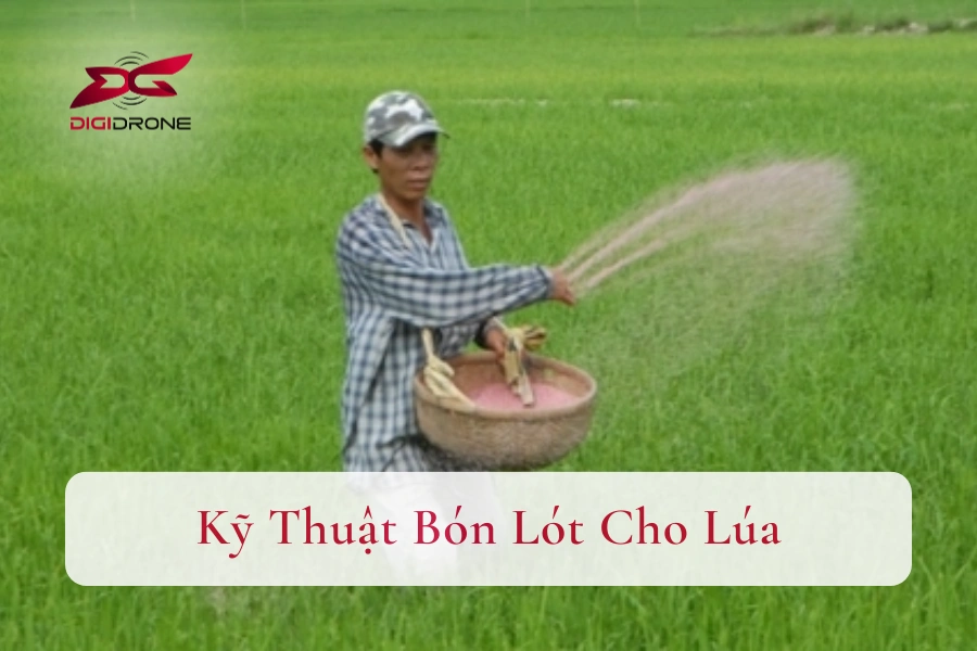 Kỹ Thuật Bón Lót Cho Lúa Đạt Năng Suất Cao Nhất