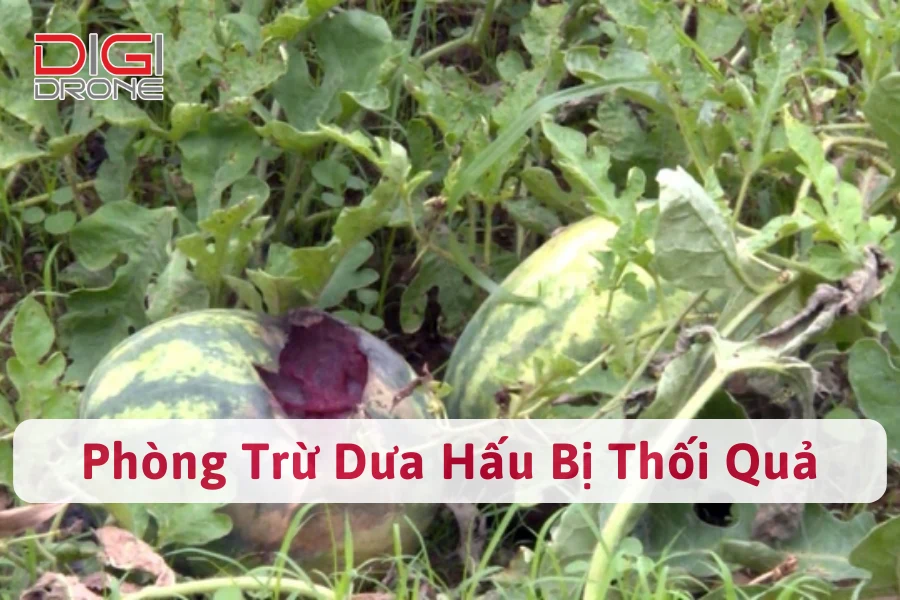 Dưa Hấu Bị Thối Quả | Nguyên Nhân Và Cách Phòng Trừ