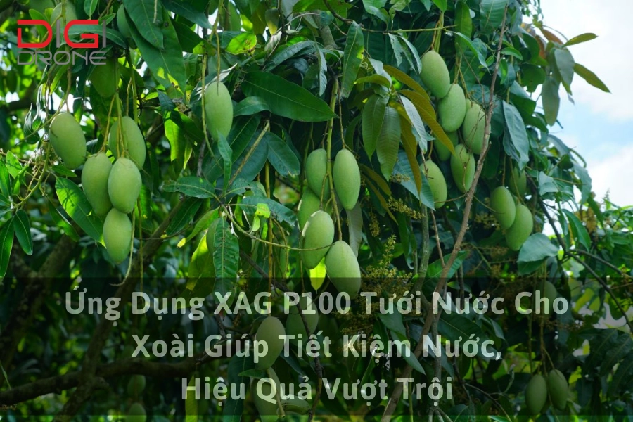 Ứng Dụng XAG P100 Tưới Nước Cho Xoài Giúp Tiết Kiệm Nước, Hiệu Quả Vượt Trội