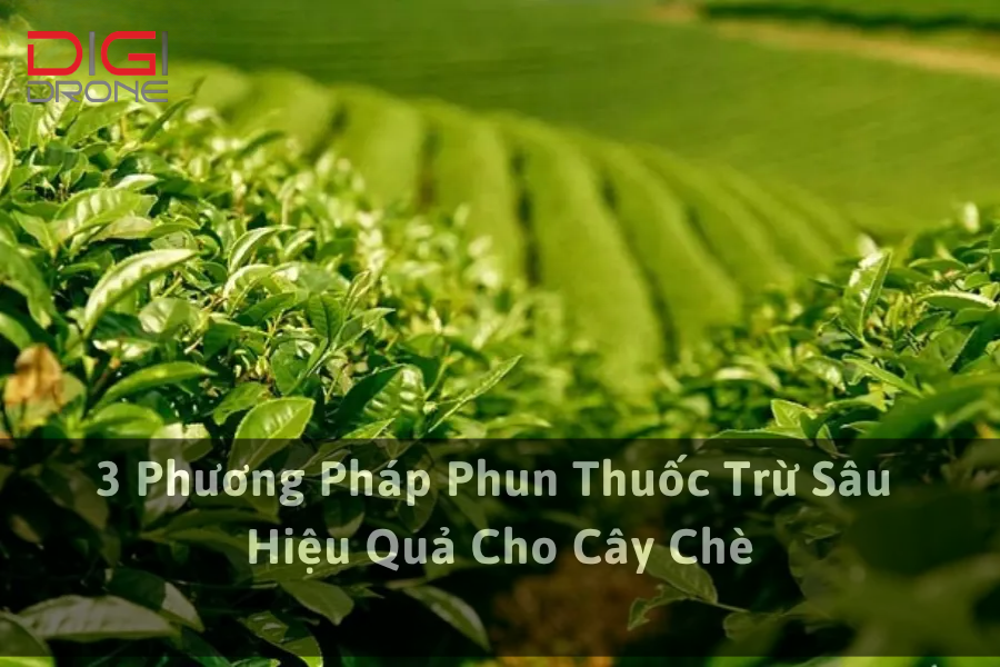 3 Phương Pháp Phun Thuốc Trừ Sâu Hiệu Quả Cho Cây Chè