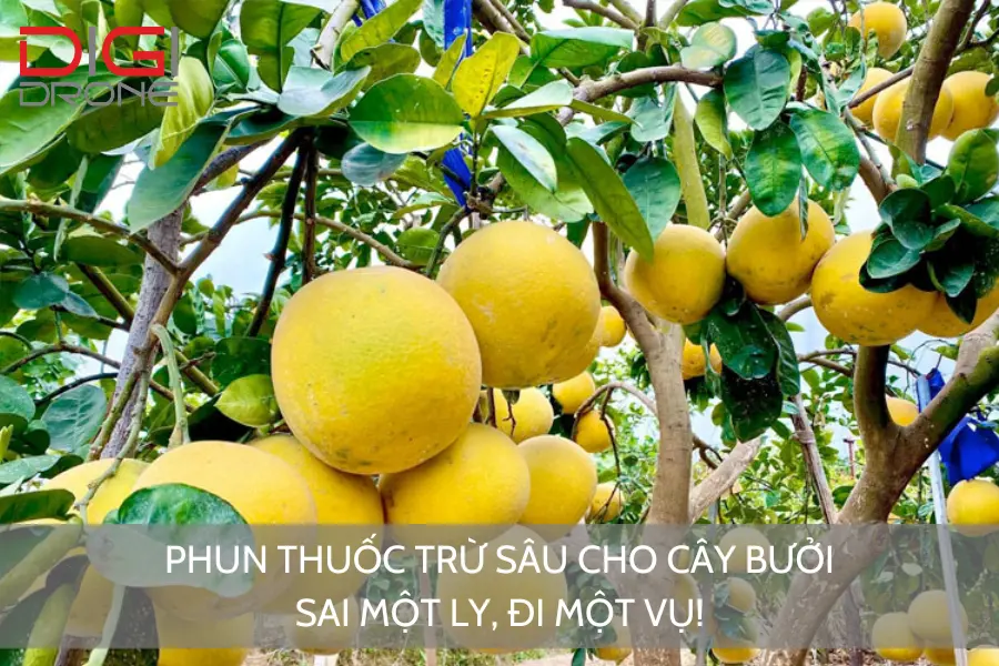 Phun Thuốc Trừ Sâu Cho Cây Bưởi: Sai Một Ly, Đi Một Vụ!