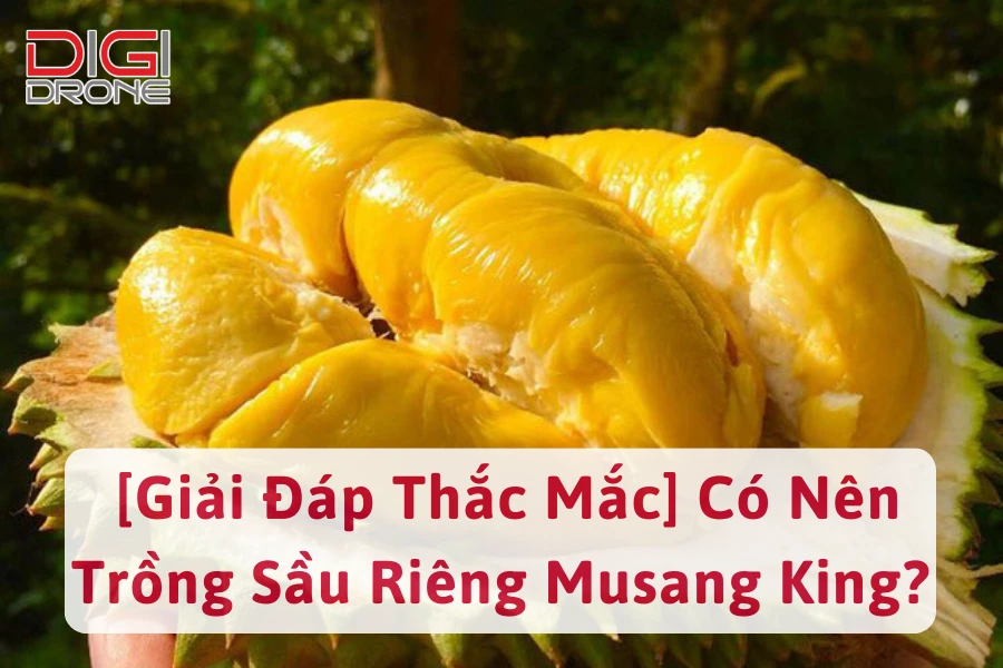 [Giải Đáp Thắc Mắc] Có Nên Trồng Sầu Riêng Musang King?