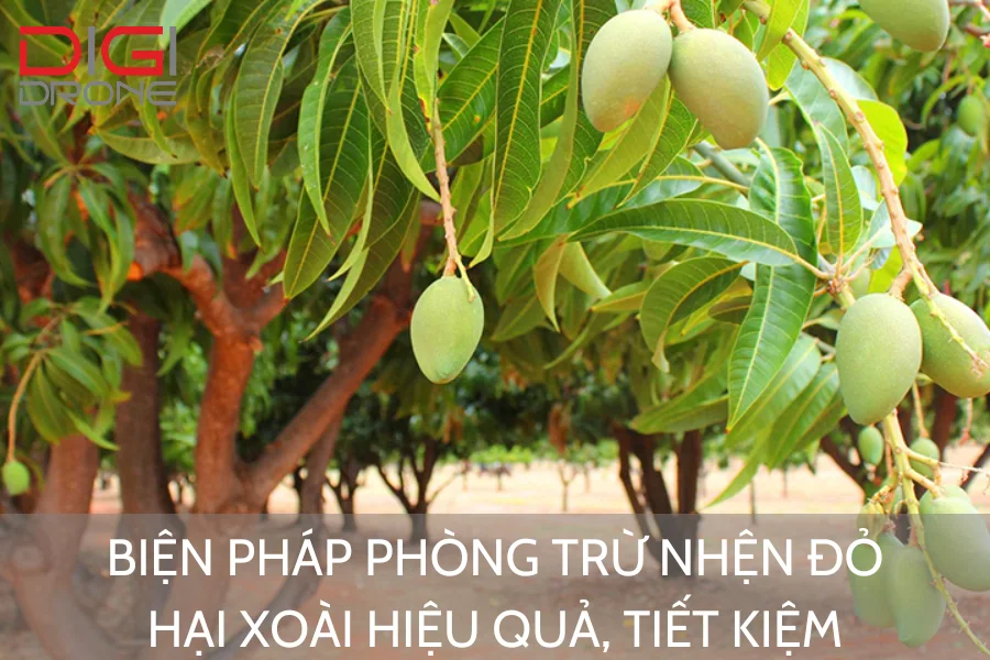 Biện Pháp Phòng Trừ Nhện Đỏ Hại Xoài Hiệu Quả, Tiết Kiệm