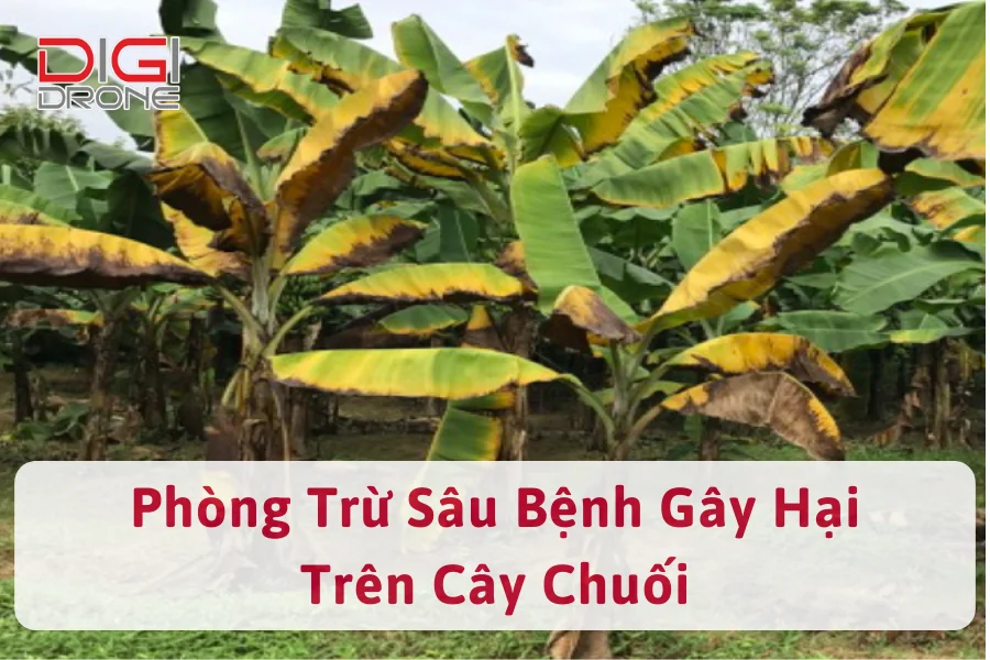 Sâu Bệnh Trên Cây Chuối | Nguyên Nhân Và Cách Phòng Trừ