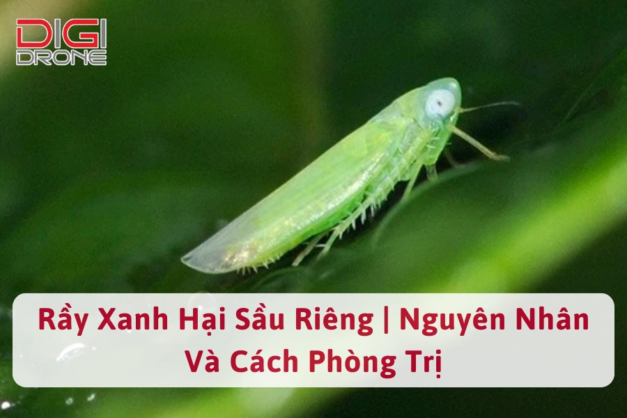 Rầy Xanh Hại Sầu Riêng | Nguyên Nhân Và Cách Phòng Trị