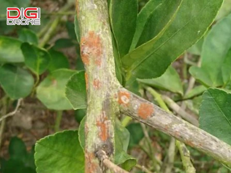 Biện pháp phòng ngừa bệnh nấm hồng hiệu quả