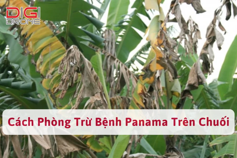 Cách Phòng Trừ Bệnh Panama Trên Chuối (Vàng Lá Héo Rũ)