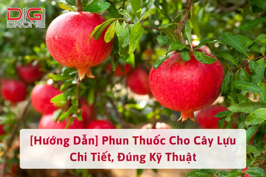 [Hướng Dẫn] Phun Thuốc Cho Cây Lựu Chi Tiết, Đúng Kỹ Thuật