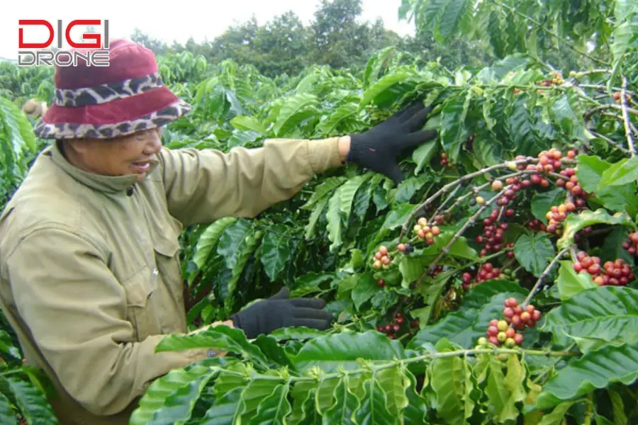 Kỹ thuật bón lót cho cây cà phê