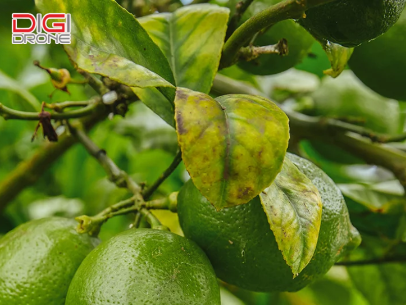Biện pháp phòng trừ bệnh vàng lá gân xanh hiệu quả