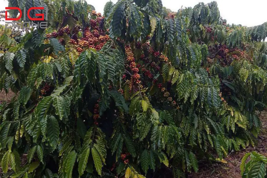 kỹ thuật trồng cây cà phê xanh lùn