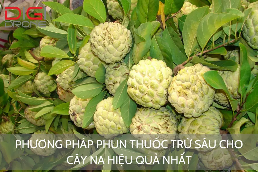 Phương Pháp Phun Thuốc Trừ Sâu Cho Cây Na Hiệu Quả Nhất