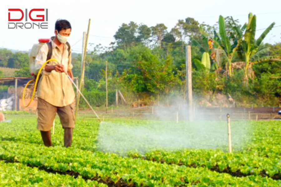 Kỹ thuật phương pháp phun thuốc trừ sâu cho cải thảo an toàn và hiệu quả