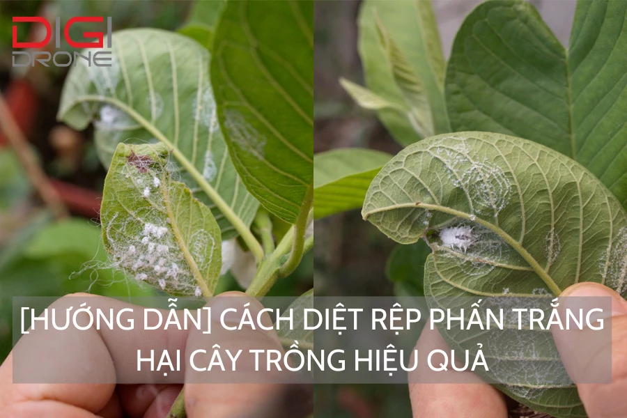 [Hướng Dẫn] Cách Diệt Rệp Phấn Trắng Hại Cây Trồng Hiệu Quả