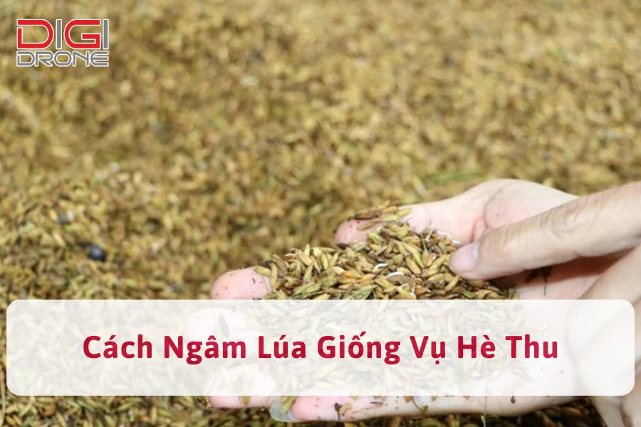 [Hướng Dẫn] Cách Ngâm Ủ Lúa Giống Vụ Hè Thu Hiệu Quả