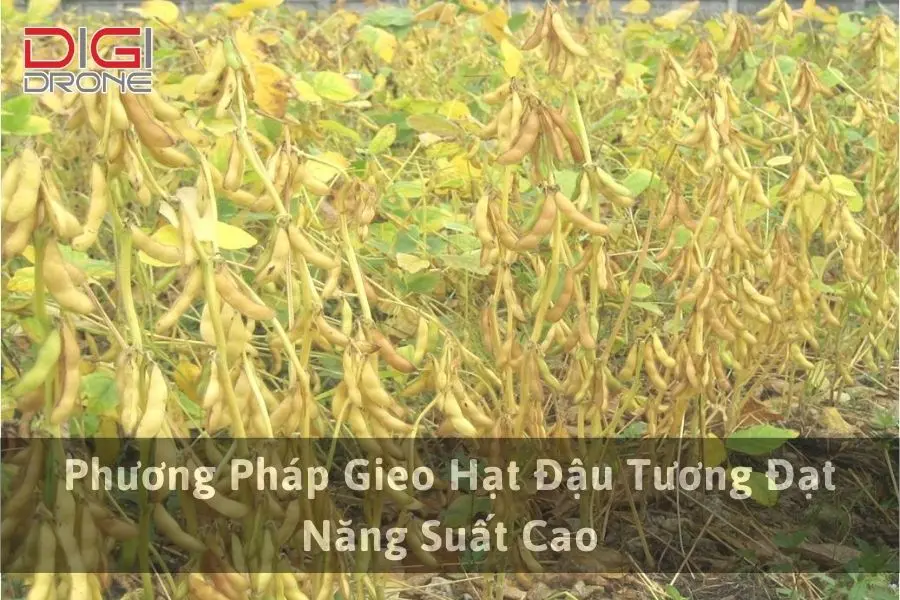 Phương Pháp Gieo Hạt Đậu Tương Đạt Năng Suất Cao