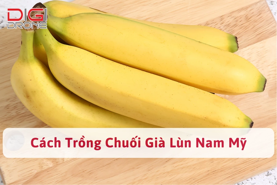 Cách Trồng Chuối Già Lùn Nam Mỹ Đạt Năng Suất Cao Nhất