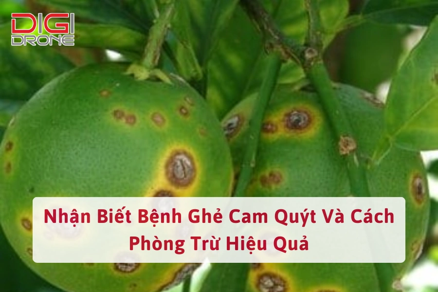 Nhận Biết Bệnh Ghẻ Cam Quýt Và Cách Phòng Trừ Hiệu Quả