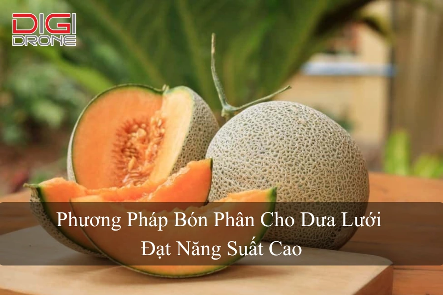 Phương Pháp Bón Phân Cho Dưa Lưới Đạt Năng Suất Cao