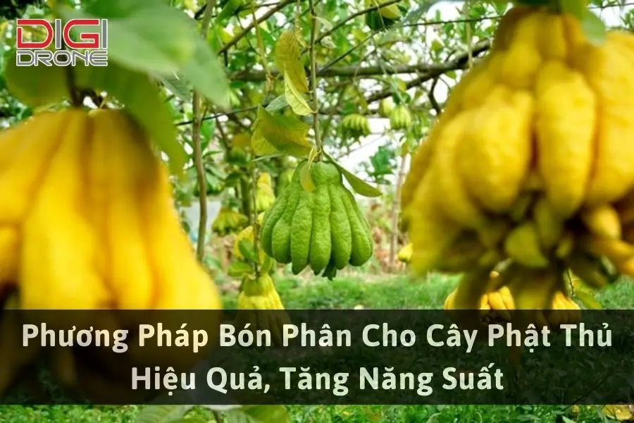 Phương Pháp Bón Phân Cho Cây Phật Thủ Hiệu Quả, Tăng Năng Suất